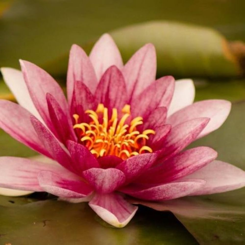 Meet your Posher, Connie